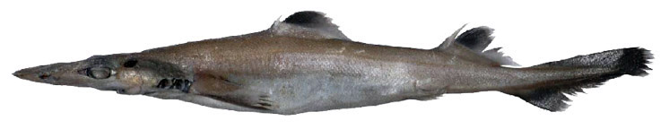 Deania hystricosa_04.jpg